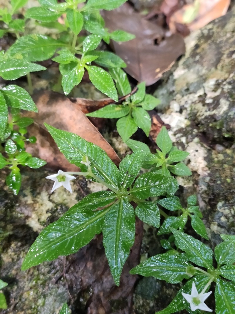 Argostemma verticillatum