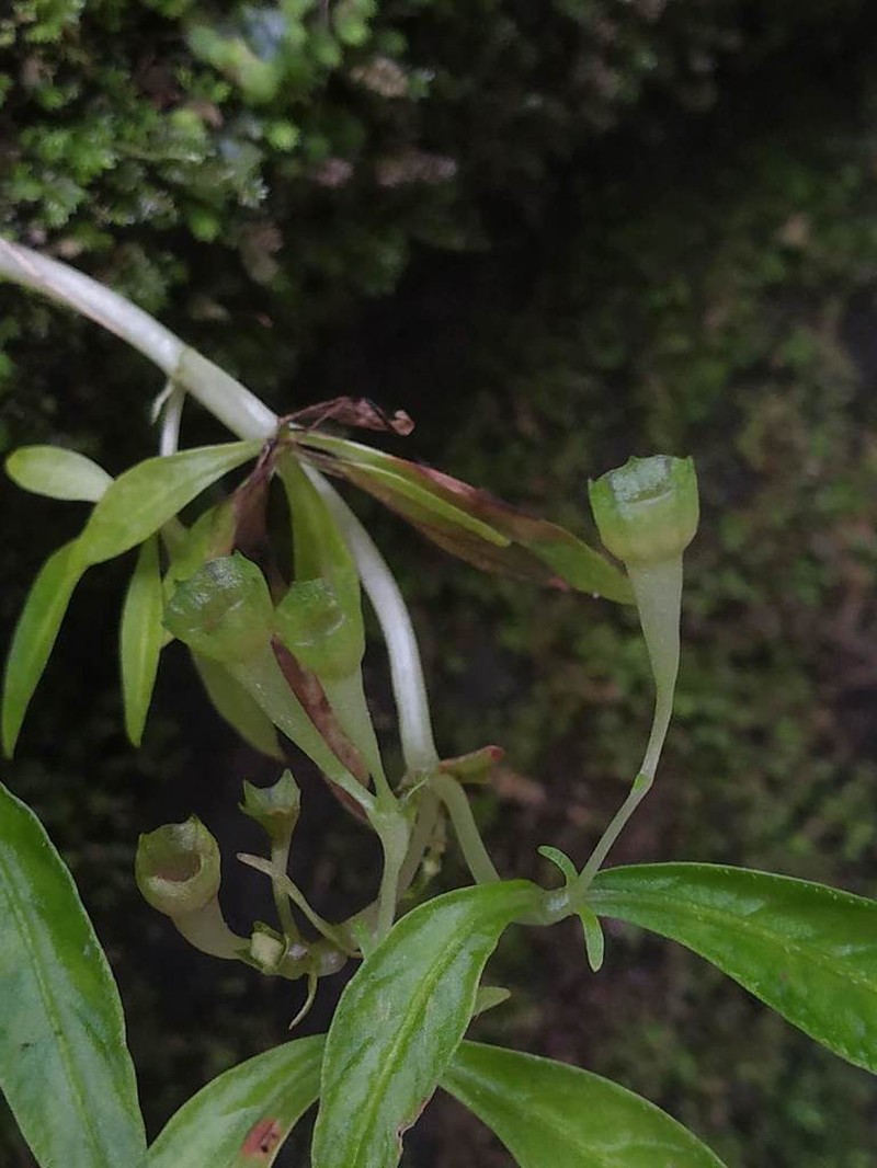 Argostemma verticillatum photo 2