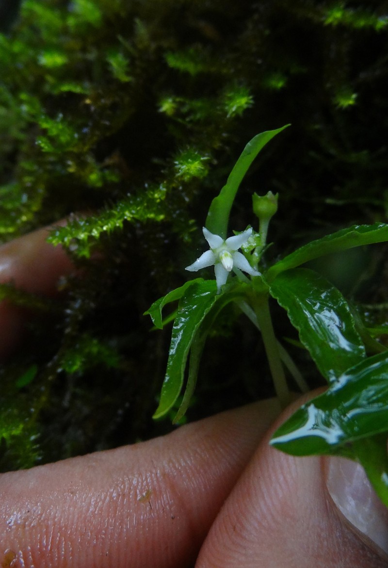 Argostemma verticillatum photo 3