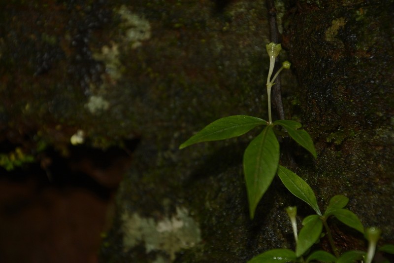 Argostemma verticillatum photo 4