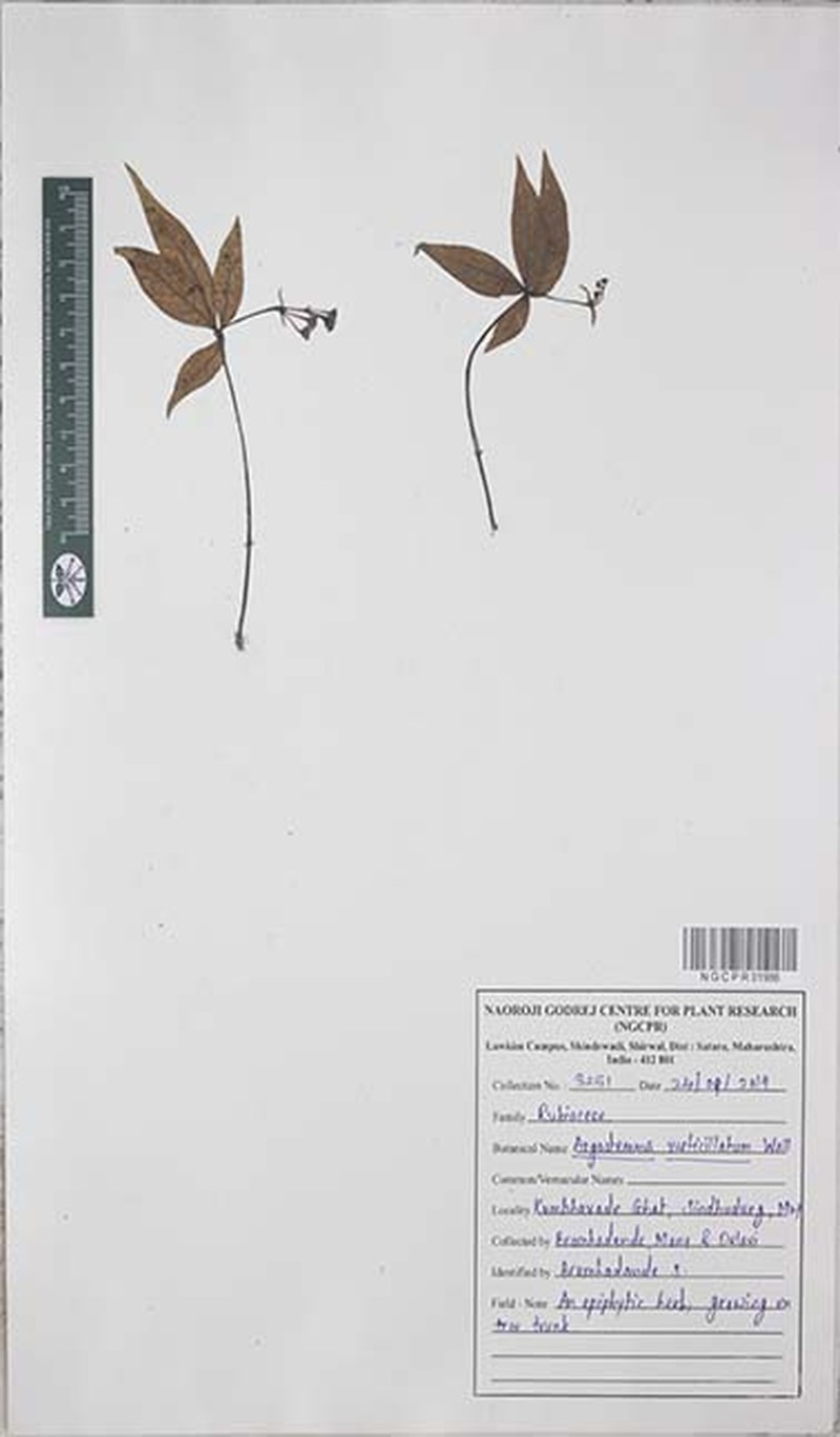 Argostemma verticillatum photo 8