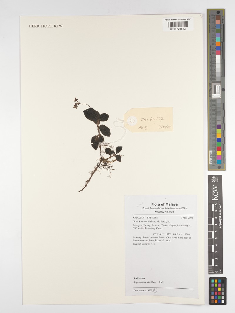 Argostemma viscidum