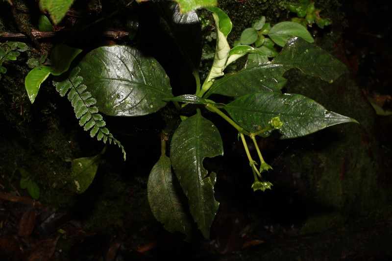 Argostemma yappii