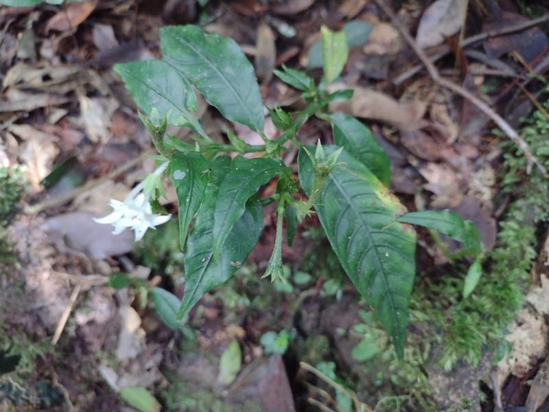Argostemma yappii photo 2