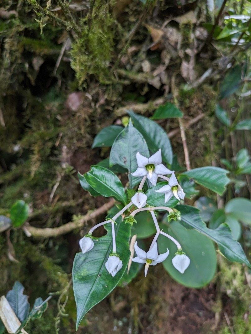 Argostemma yappii photo 3