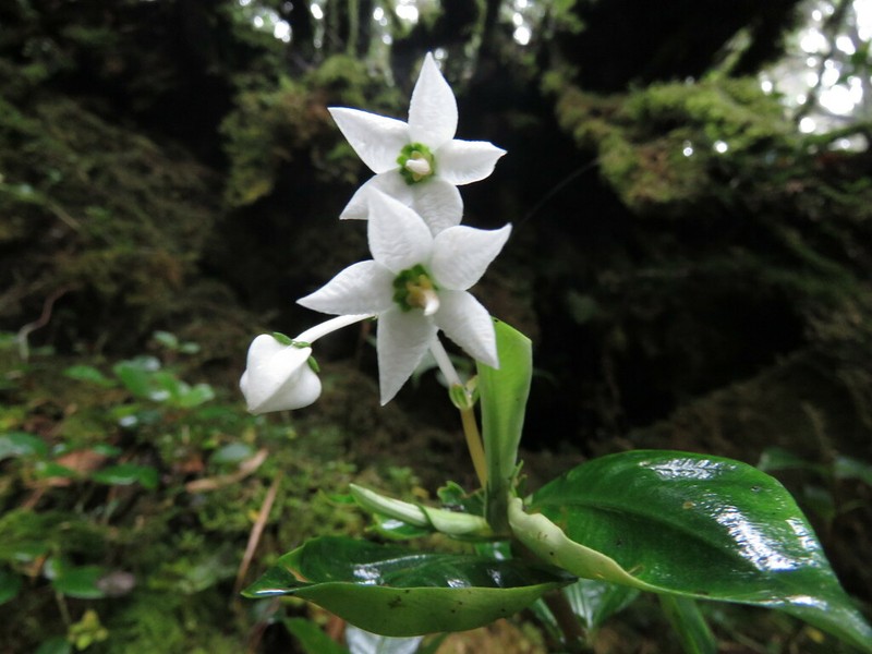 Argostemma yappii photo 5