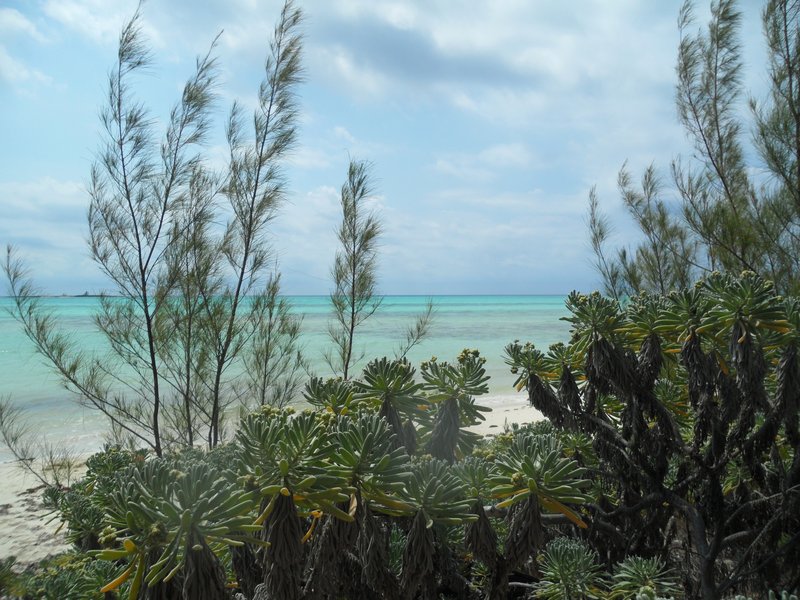 Sea Rosemary photo 2
