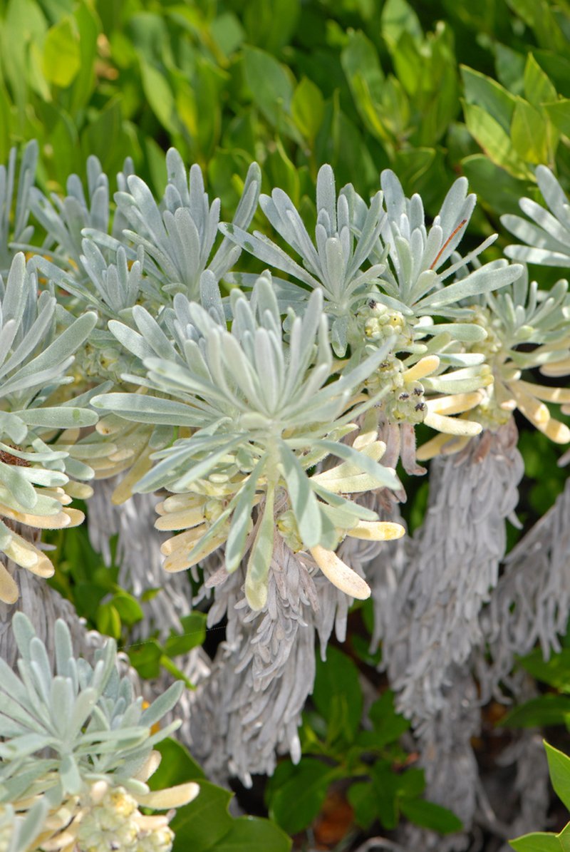 Sea Rosemary photo 3