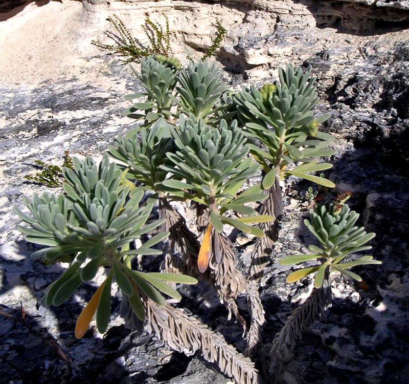 Sea Rosemary photo 4