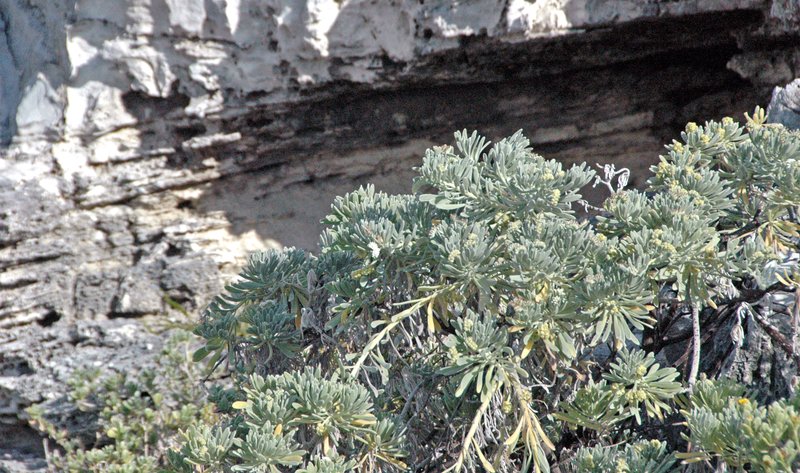 Sea Rosemary photo 5