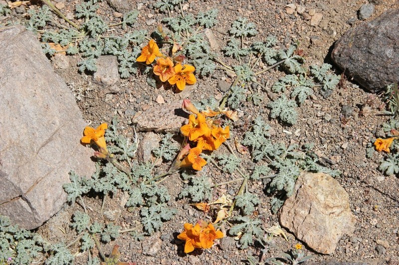Argylia adscendens photo 2