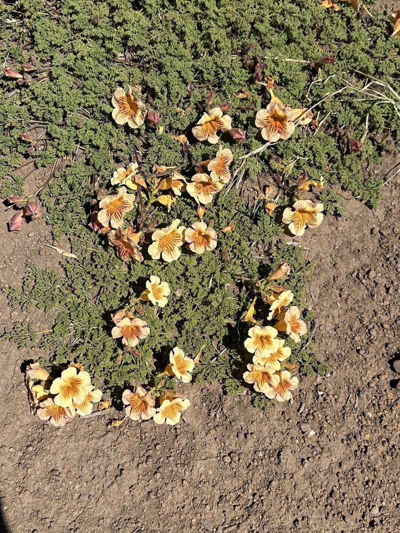 Argylia adscendens photo 4