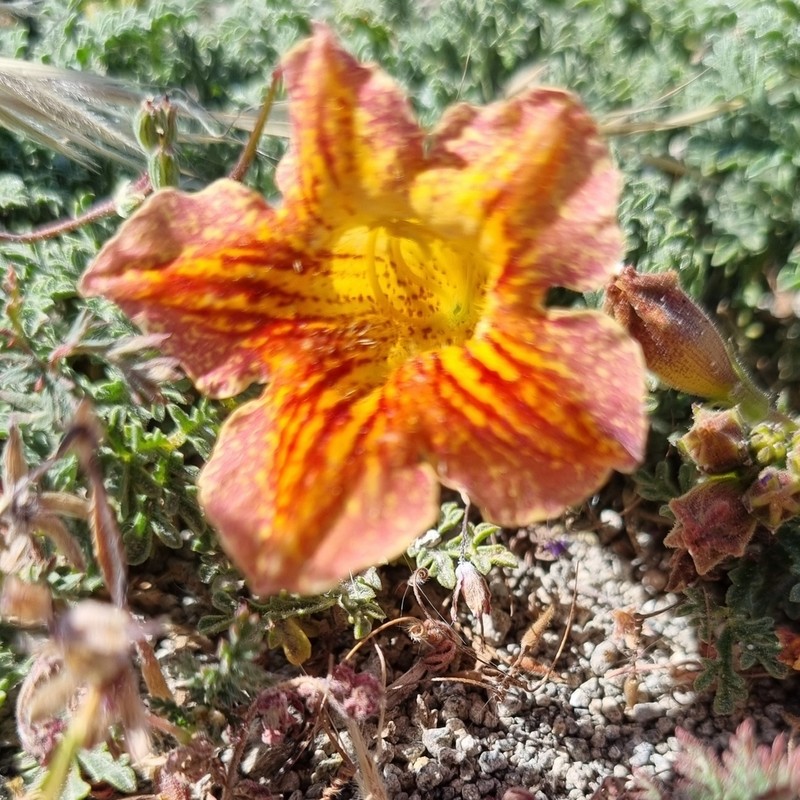 Argylia adscendens photo 5