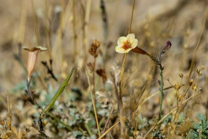 Argylia adscendens photo 7