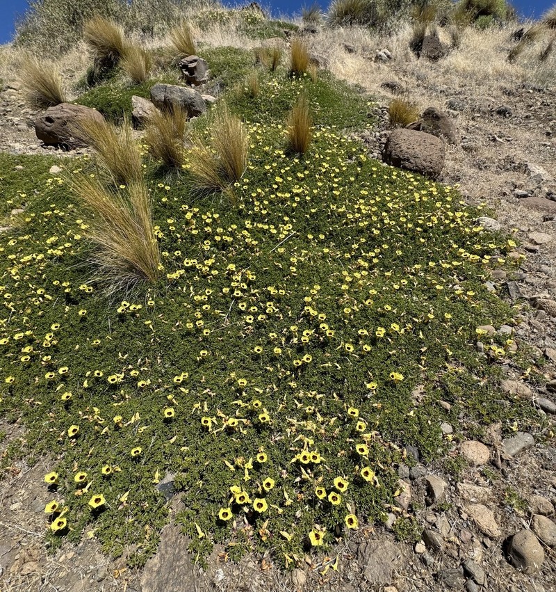 Argylia bustillosii photo 2