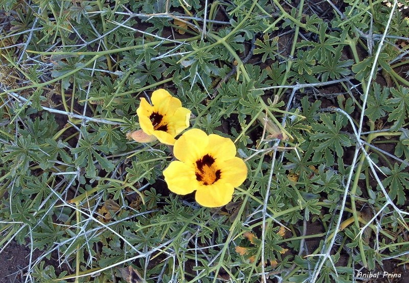 Argylia bustillosii photo 3