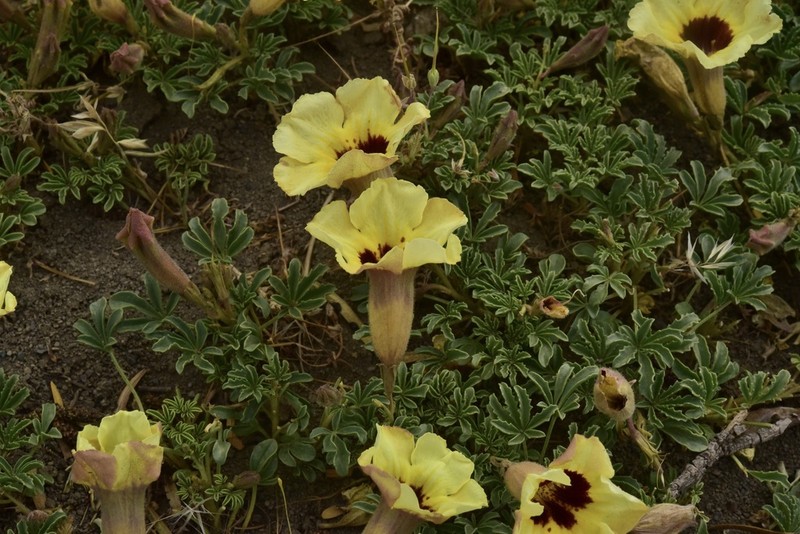 Argylia bustillosii photo 4