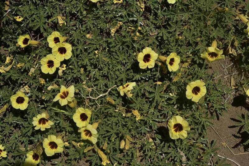 Argylia bustillosii photo 5