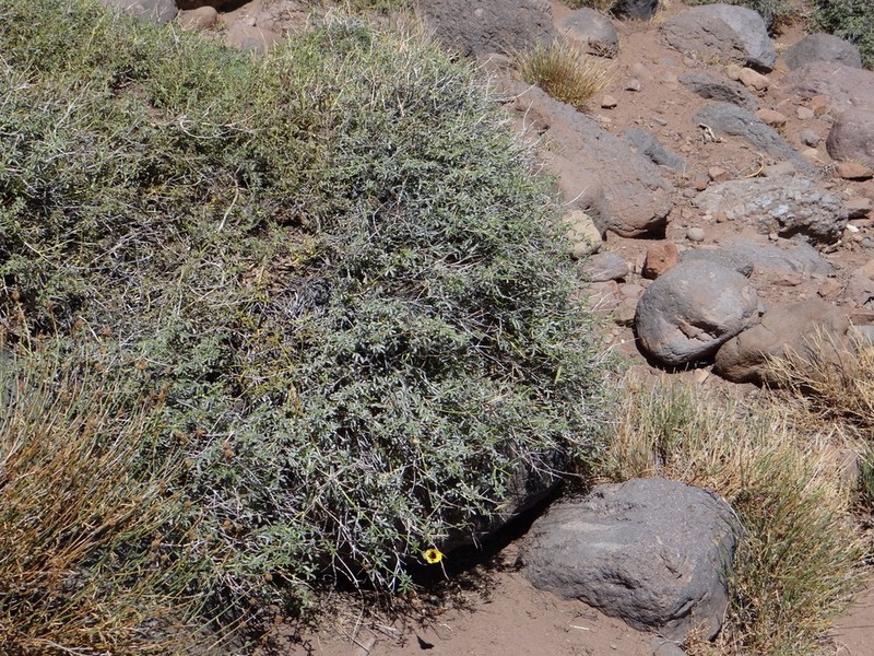 Argylia bustillosii photo 6