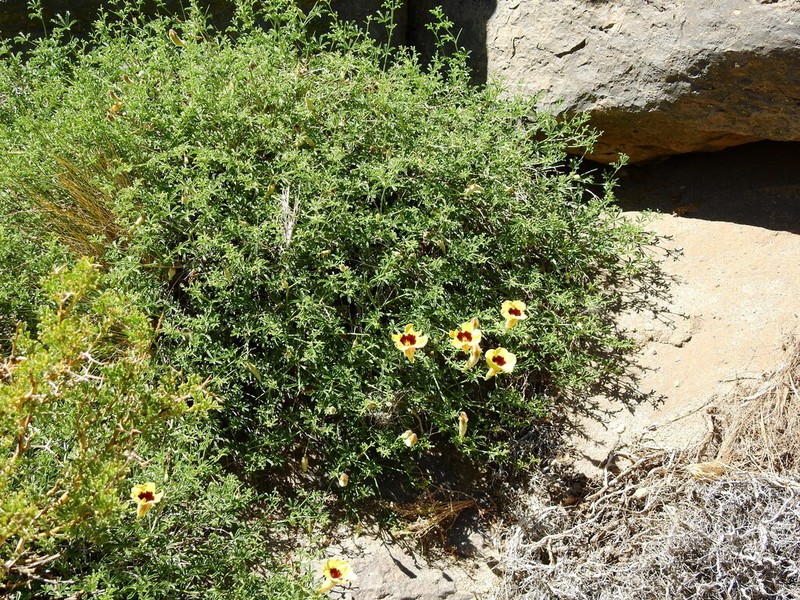 Argylia bustillosii photo 8