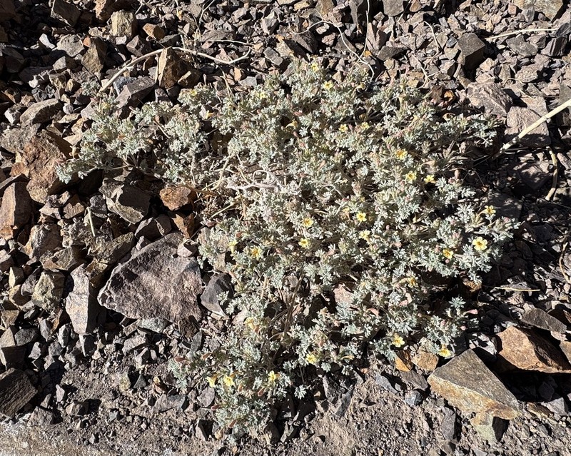 Argylia checoensis