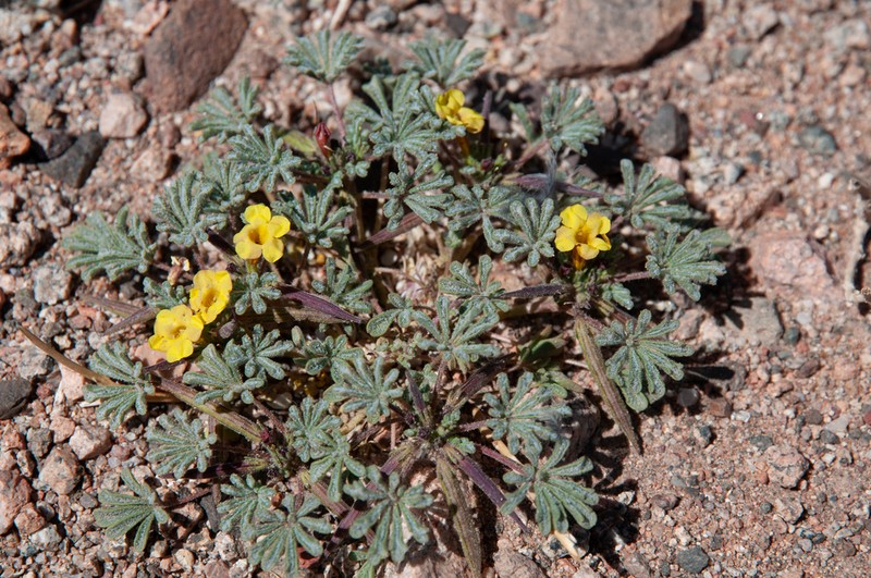 Argylia checoensis photo 2