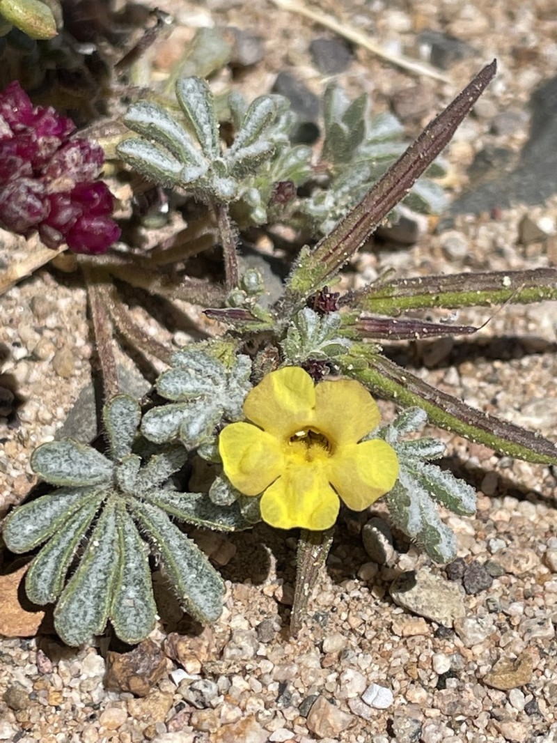 Argylia checoensis photo 3