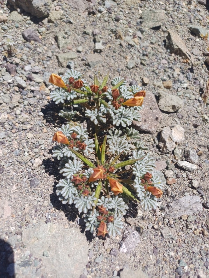 Argylia checoensis photo 4