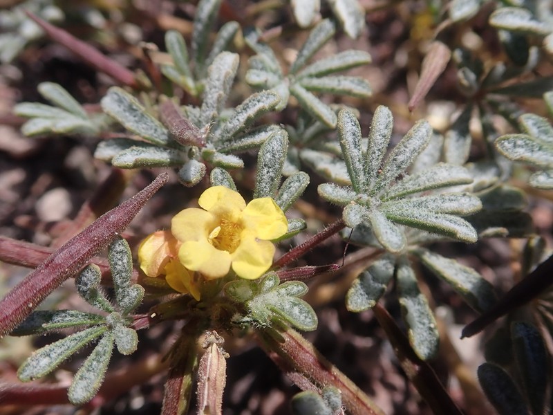 Argylia checoensis photo 5