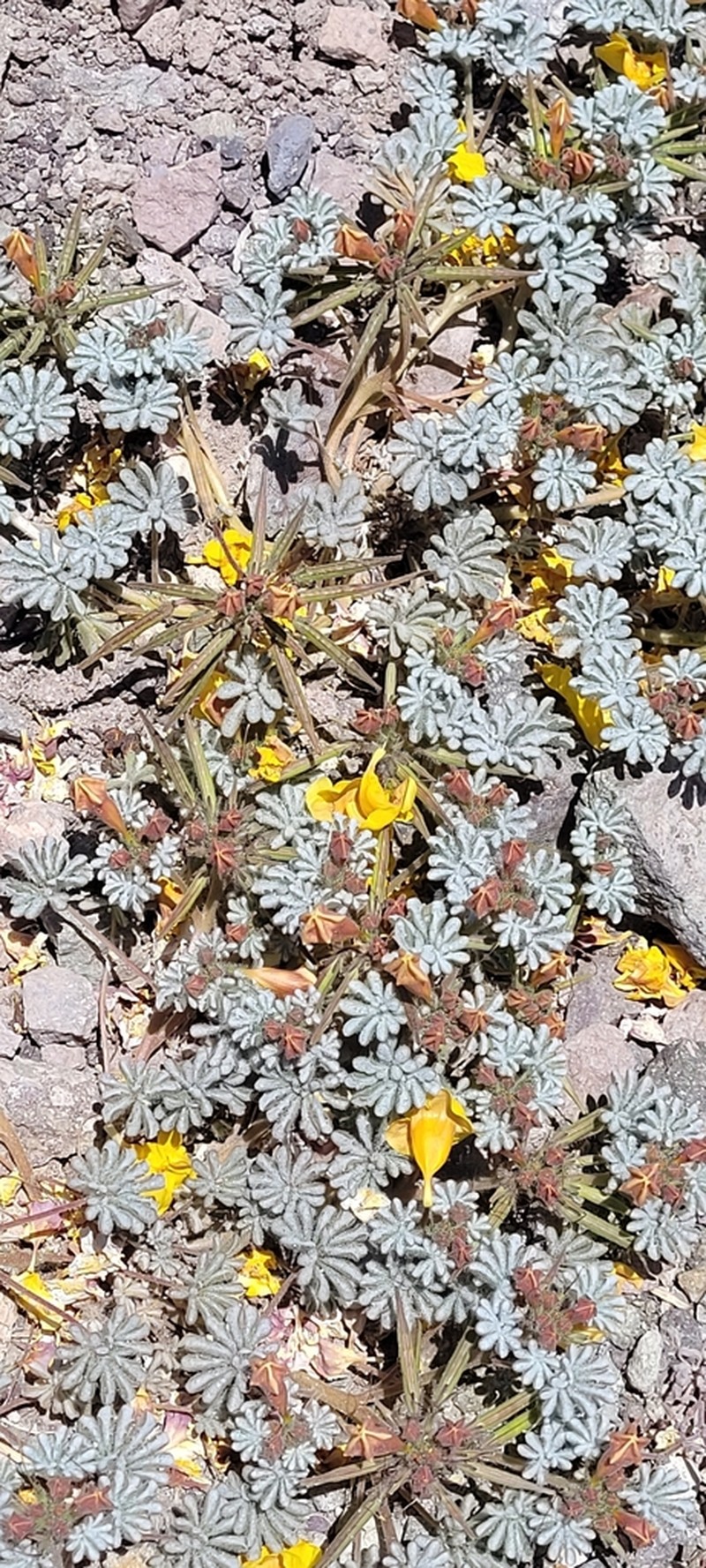 Argylia checoensis photo 6
