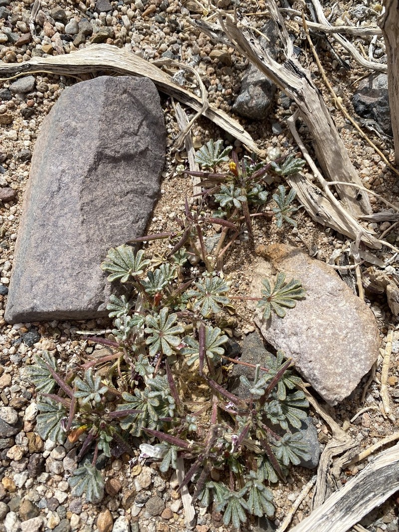 Argylia checoensis photo 7