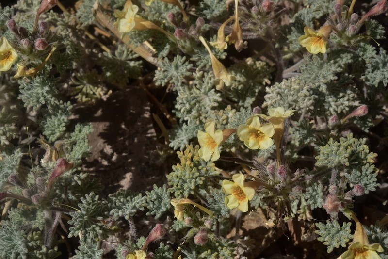 Argylia checoensis photo 8