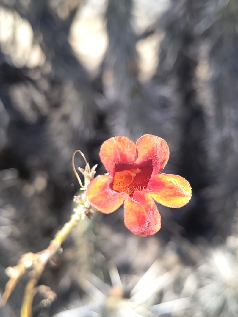Argylia conaiensis photo 3