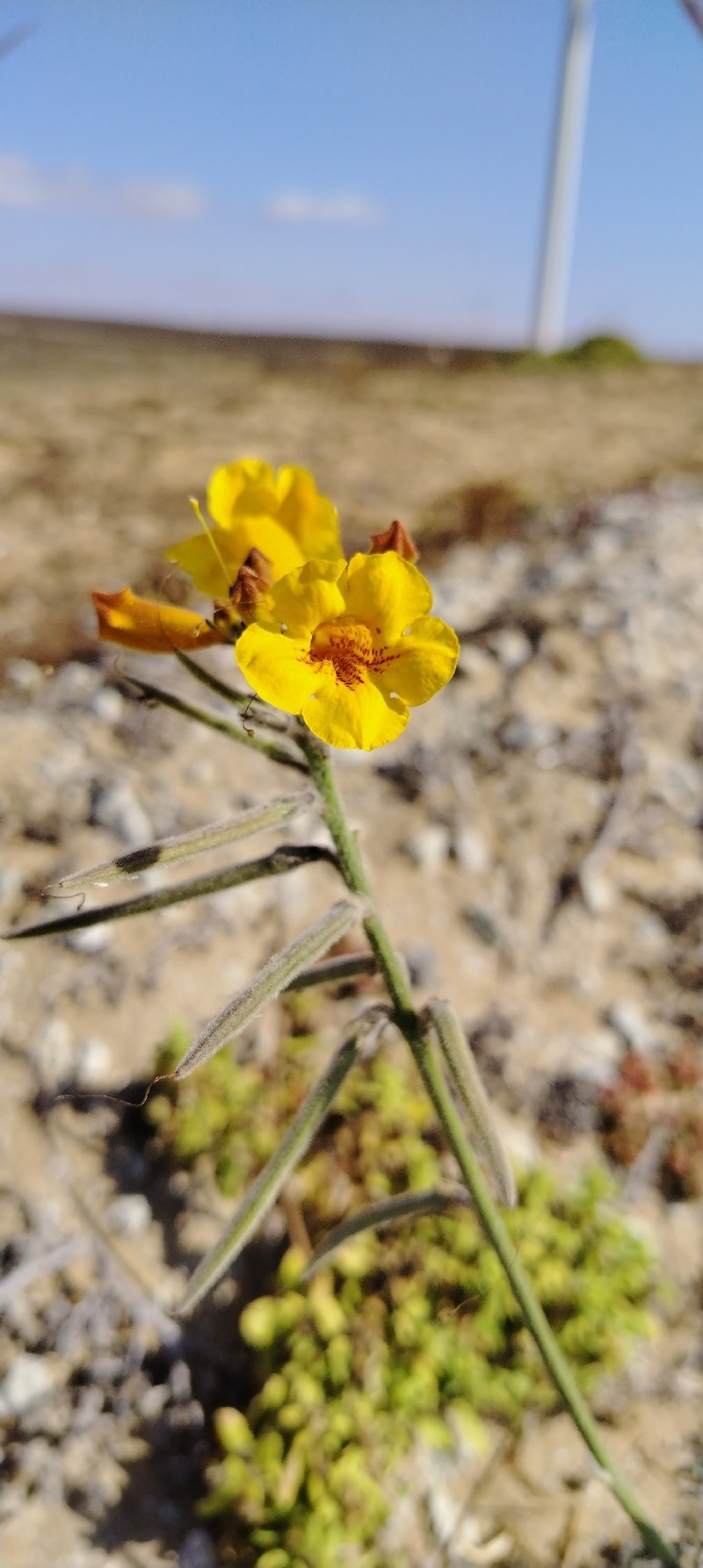 Argylia conaiensis photo 4