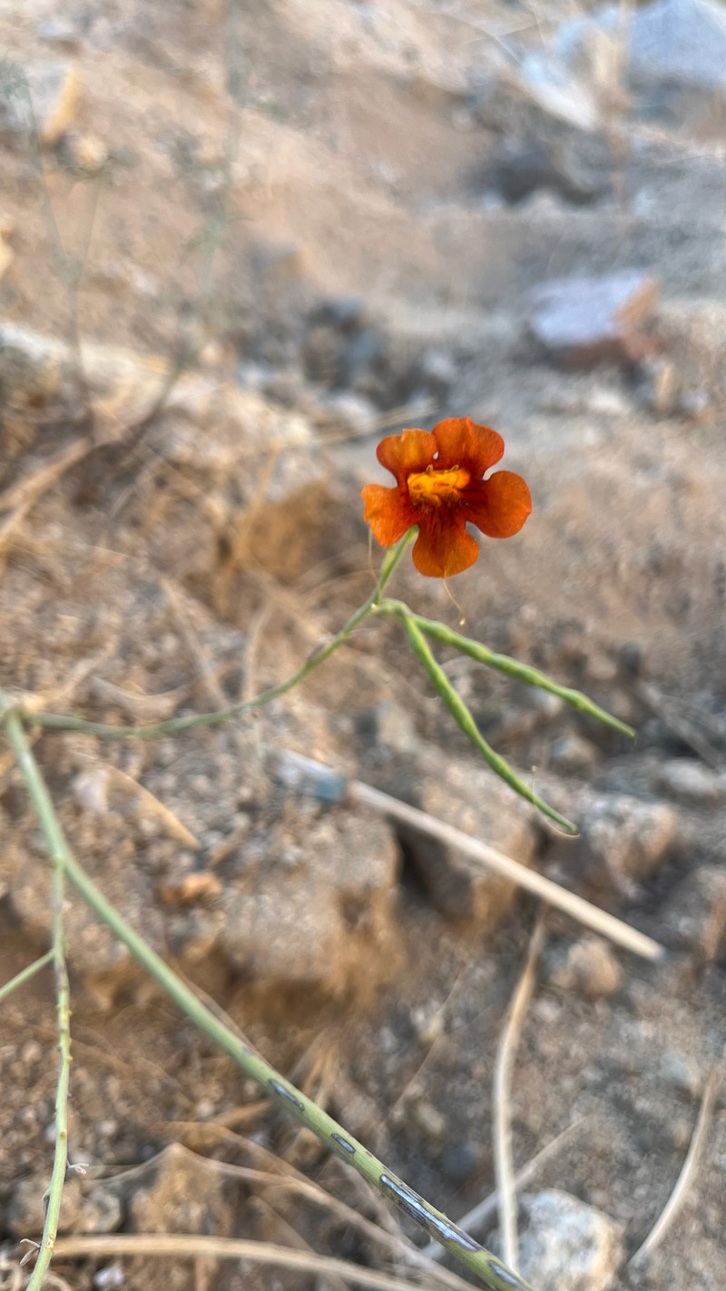 Argylia conaiensis photo 5