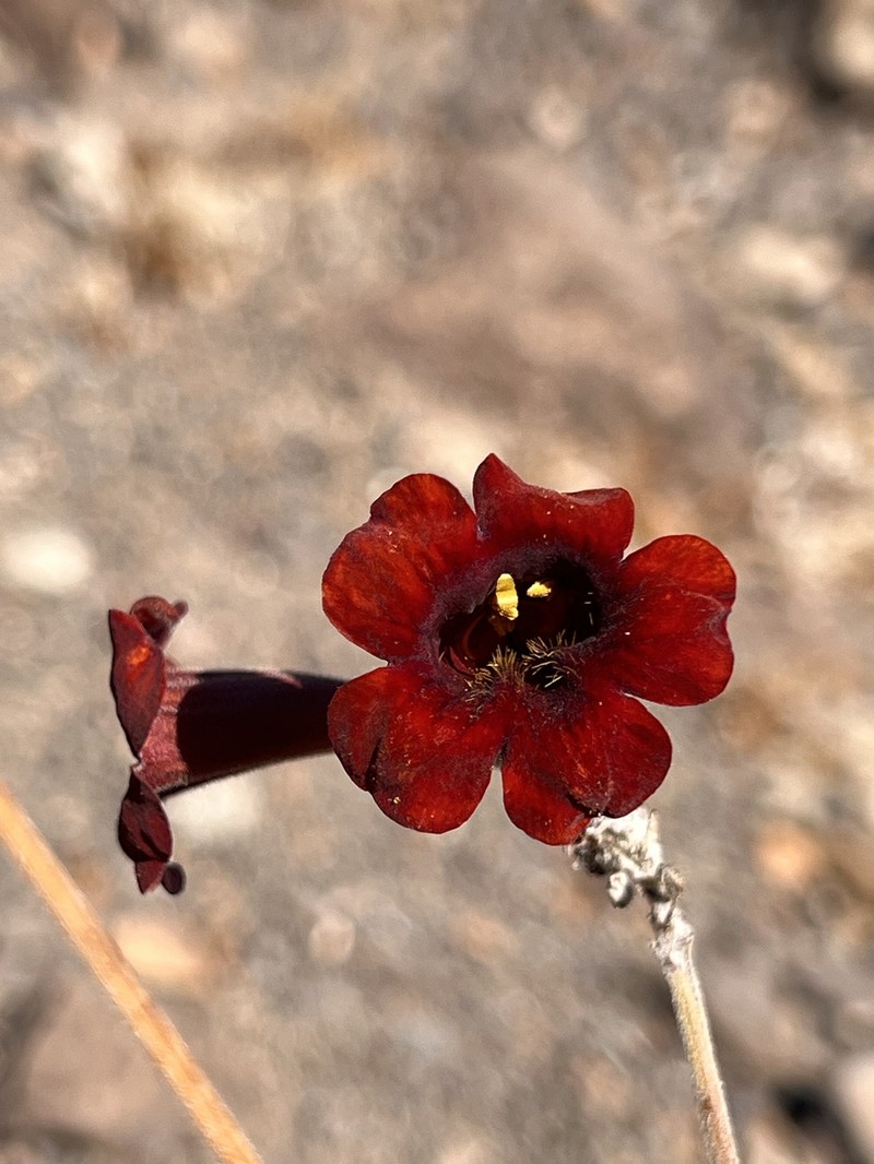Argylia conaiensis photo 6