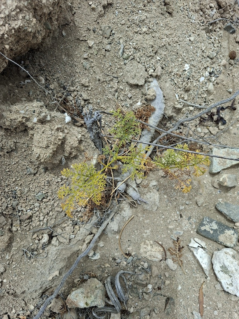 Argylia conaiensis photo 7