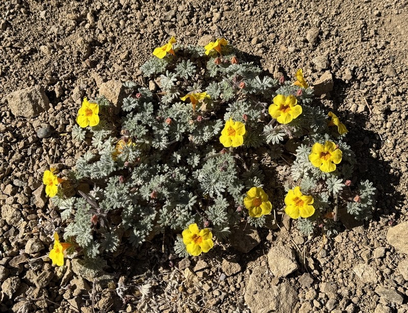 Argylia geranioides