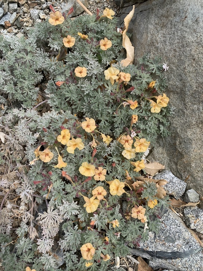 Argylia geranioides photo 2