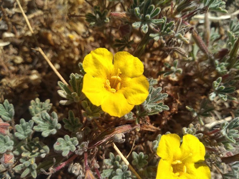 Argylia geranioides photo 3