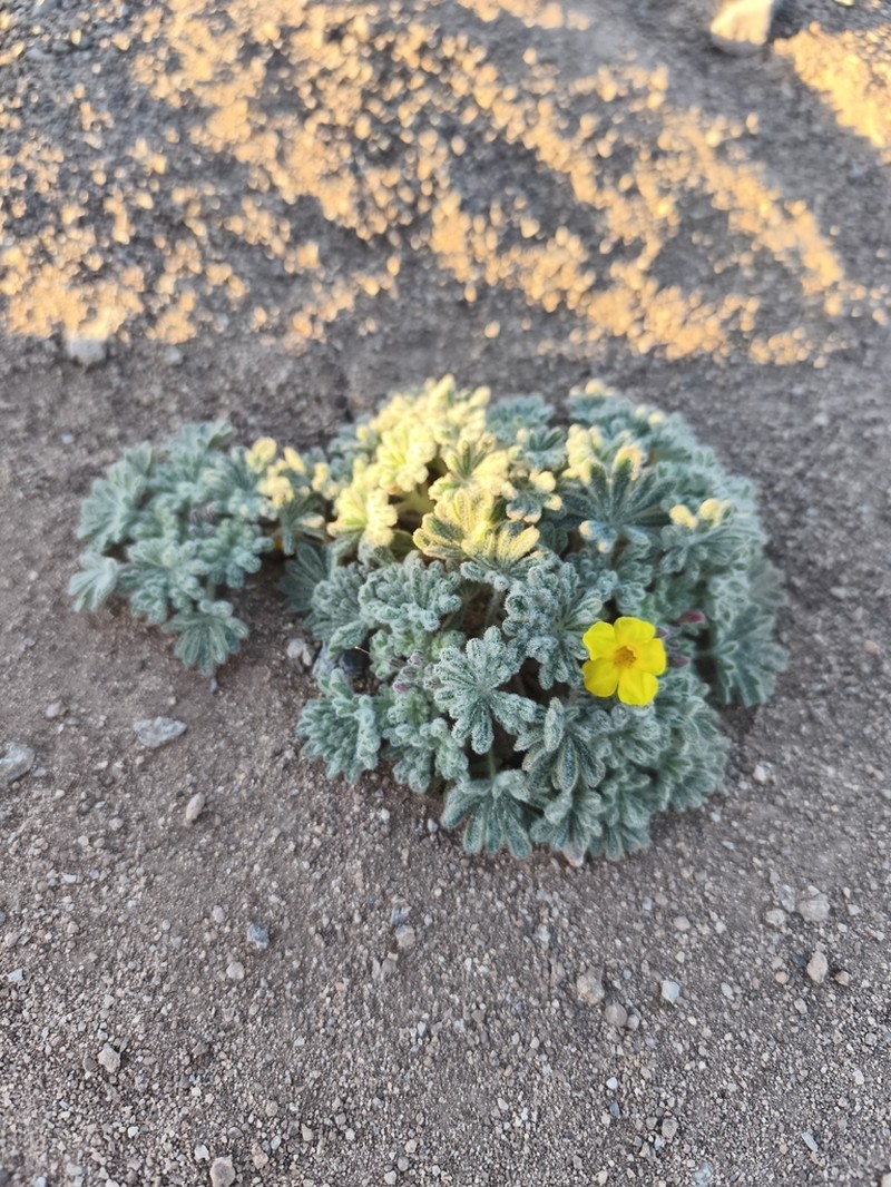 Argylia geranioides photo 4