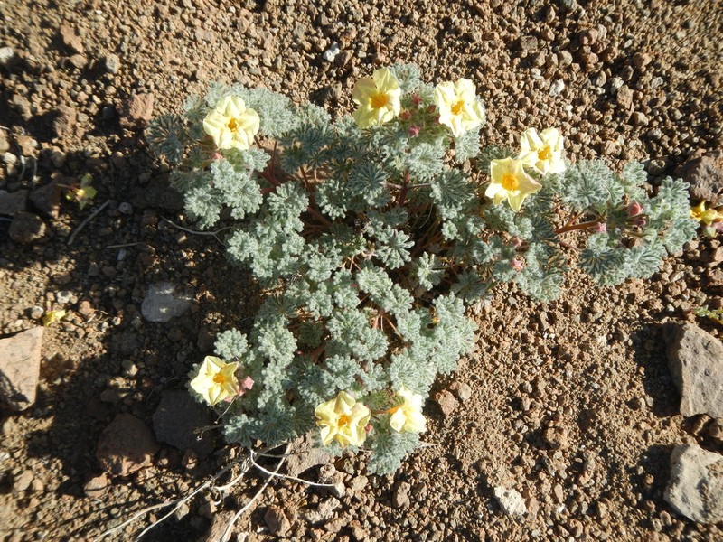 Argylia geranioides photo 5
