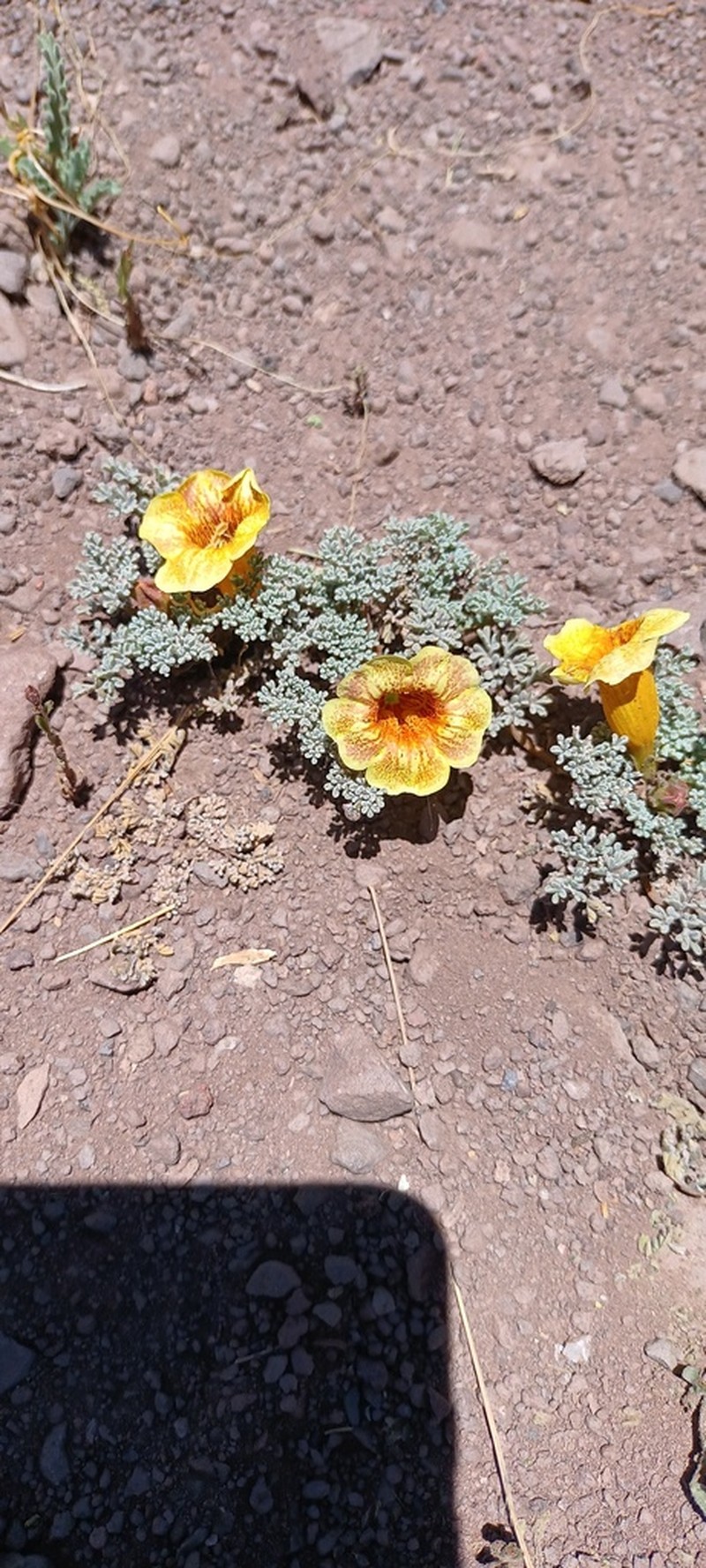 Argylia geranioides photo 7