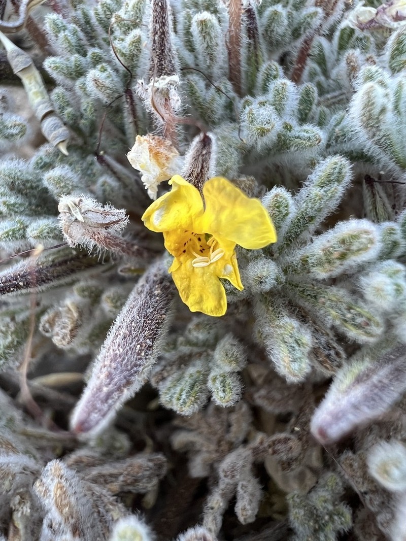 Argylia geranioides photo 8
