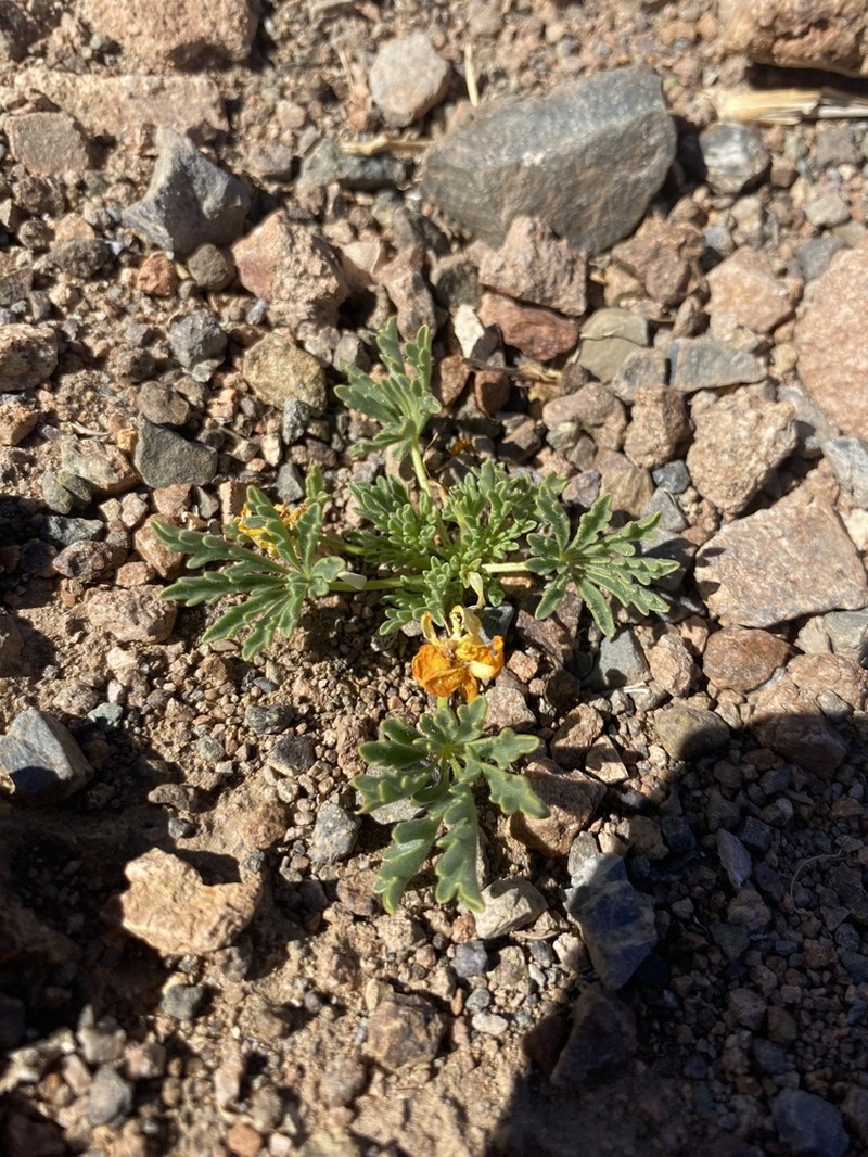 Argylia glutinosa