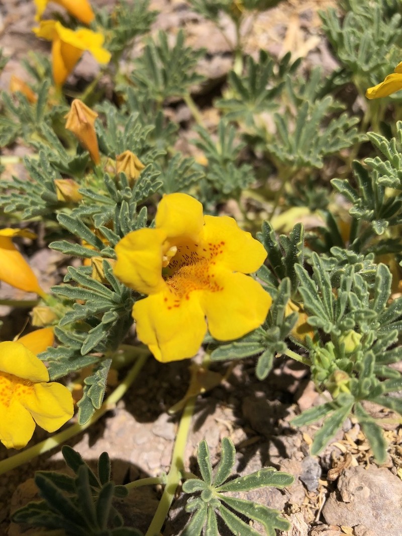 Argylia glutinosa photo 2