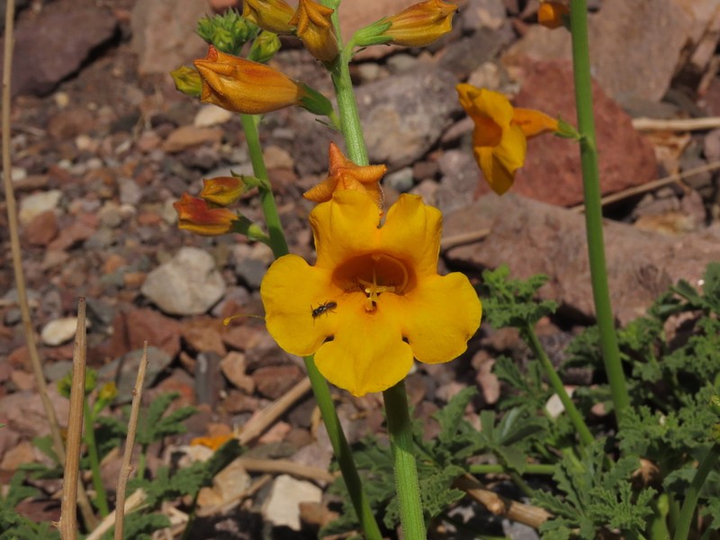 Argylia potentillifolia