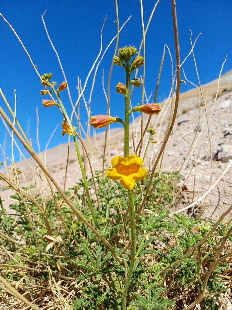 Argylia potentillifolia photo 2
