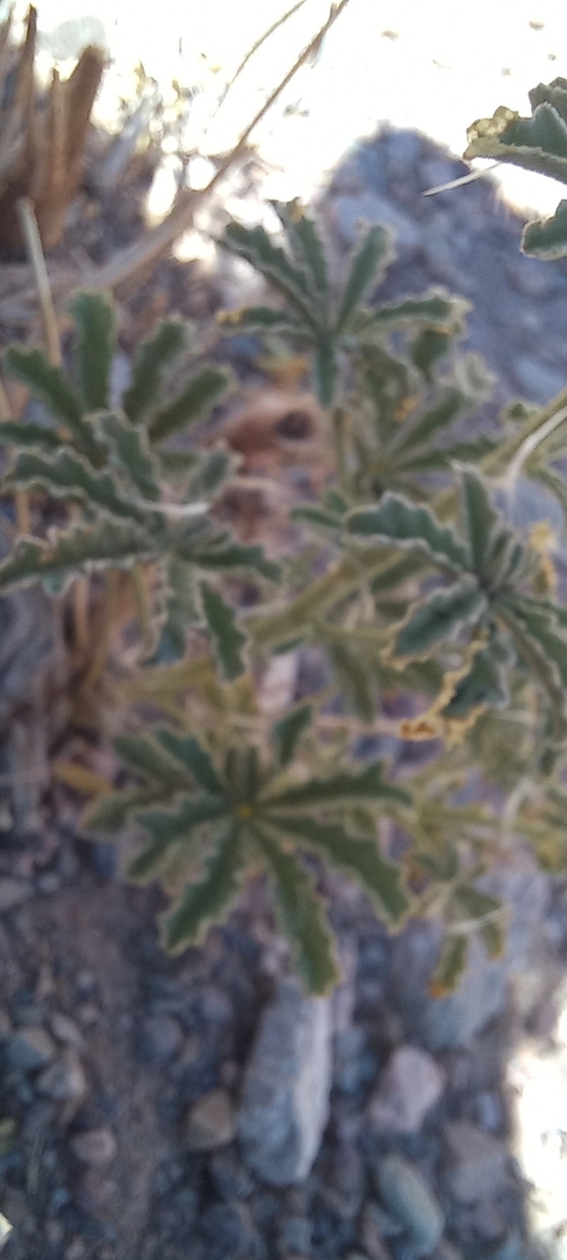 Argylia potentillifolia photo 3