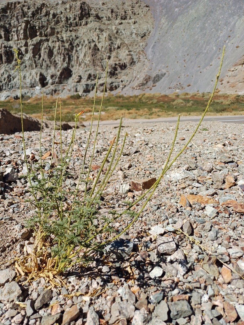 Argylia potentillifolia photo 4